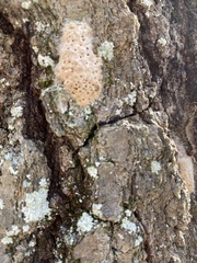 Lymantria dispar