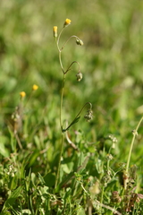 Crepis neglecta