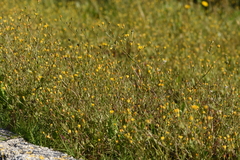Crepis neglecta