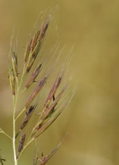 Festuca ligustica