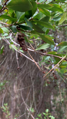 Cliftonia monophylla