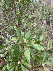 Cliftonia monophylla