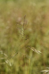 Festuca ligustica