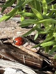 Coccinella septempunctata