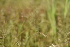 Festuca ligustica