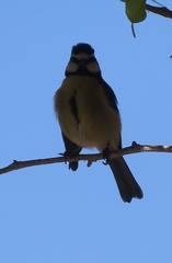 Cyanistes teneriffae