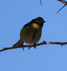 Cyanistes teneriffae