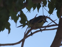 Cyanistes teneriffae