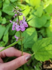 Stachydeae
