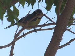 Cyanistes teneriffae