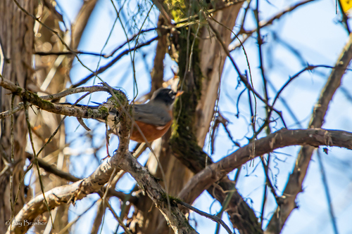 American Robin photographed in Tennessee