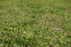 Lolium multiflorum