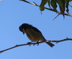 Cyanistes teneriffae