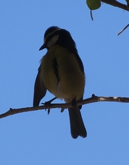 Cyanistes teneriffae