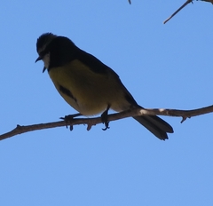 Cyanistes teneriffae