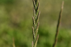 Lolium multiflorum