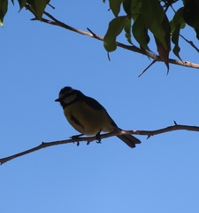 Cyanistes teneriffae