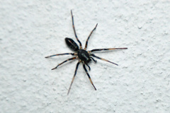 Nyssus coloripes
