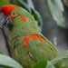 Red-fronted Macaw - Photo (c) Doug Janson, some rights reserved (CC BY-SA)