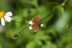 Antillea pelops