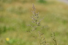 Poa trivialis sylvicola