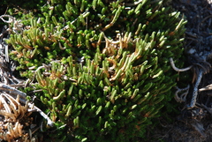 Selaginella watsonii