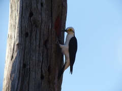 Melanerpes candidus