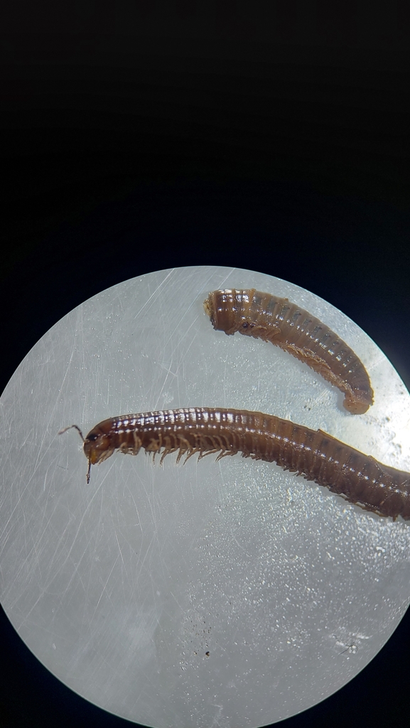 Leptoiulus noricus