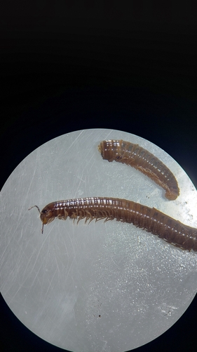 Leptoiulus noricus