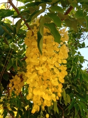 Cassia fistula