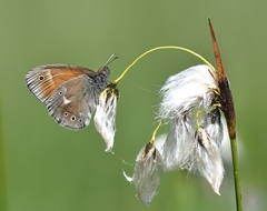 Coenonympha tullia
