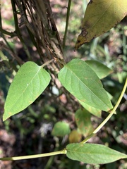 Paederia foetida