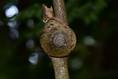 Caracolus caracolla