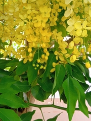 Cassia fistula