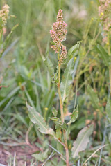 Rumex salicifolius