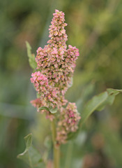 Rumex salicifolius
