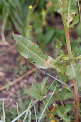 Rumex salicifolius