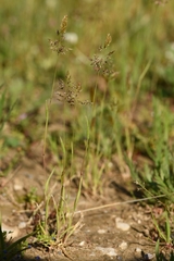 Trisetaria aurea