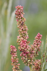 Rumex salicifolius