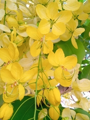 Cassia fistula