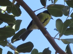 Cyanistes teneriffae