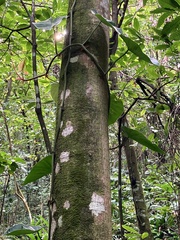 Epipremnum