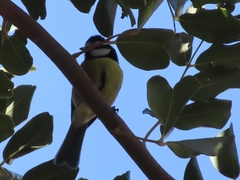Cyanistes teneriffae