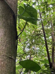 Epipremnum