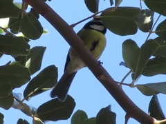 Cyanistes teneriffae