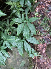 Syngonium angustatum