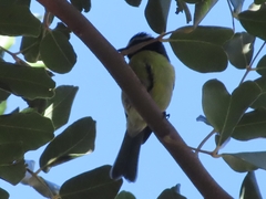 Cyanistes teneriffae