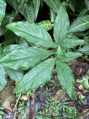 Syngonium angustatum