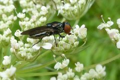 Chrysogaster solstitialis