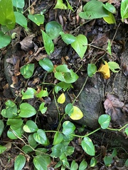 Epipremnum